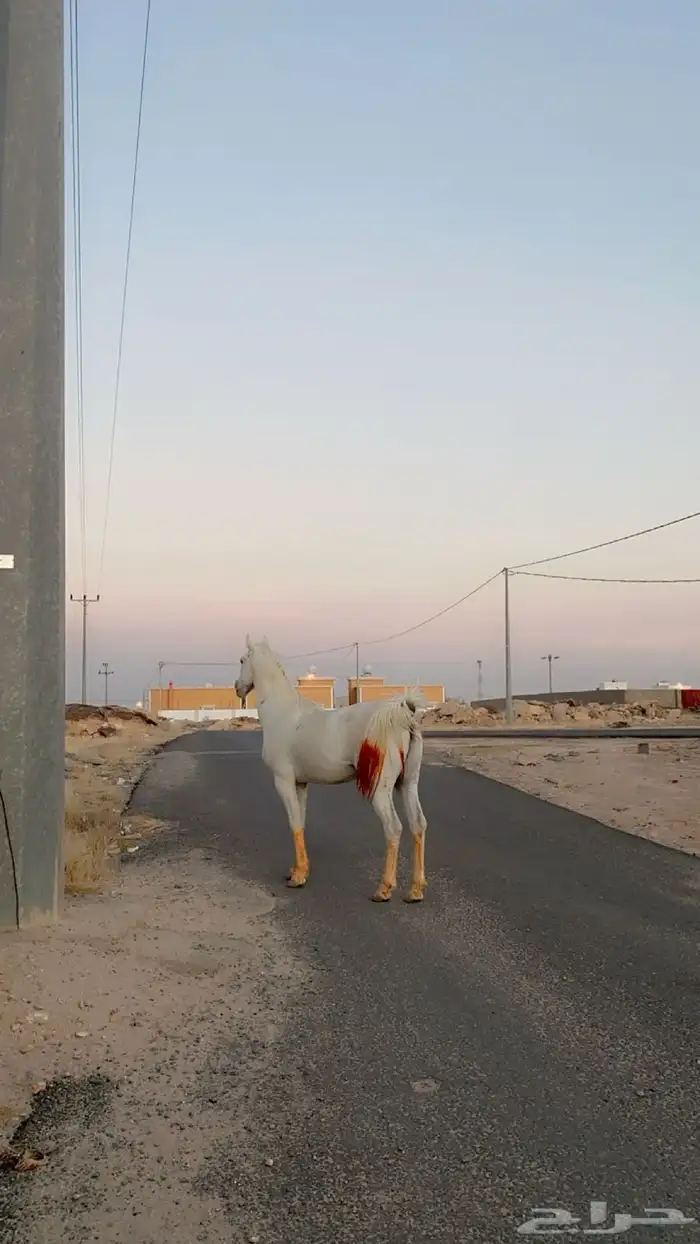 حصان للبيع شعبي عمره 9 سنوات 0