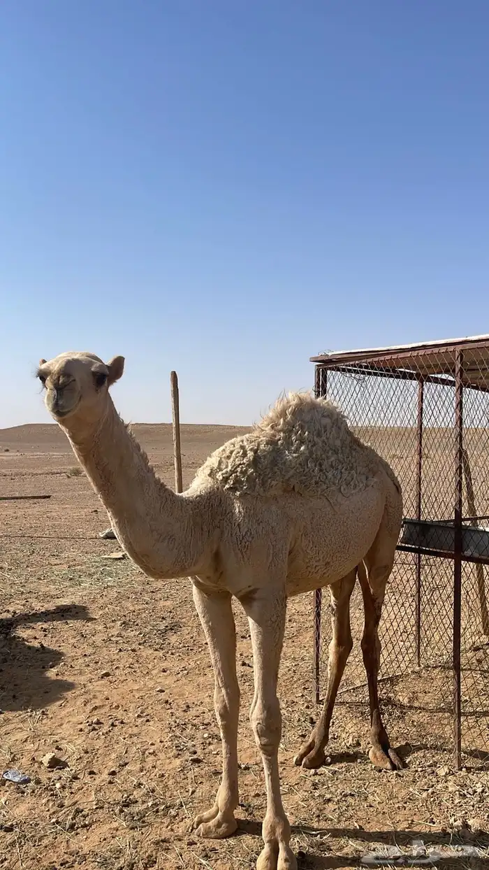 قعود للبيع 1