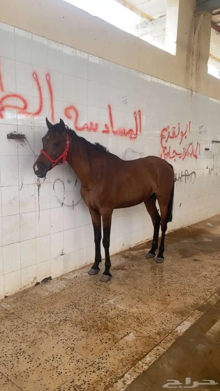 حصان 1