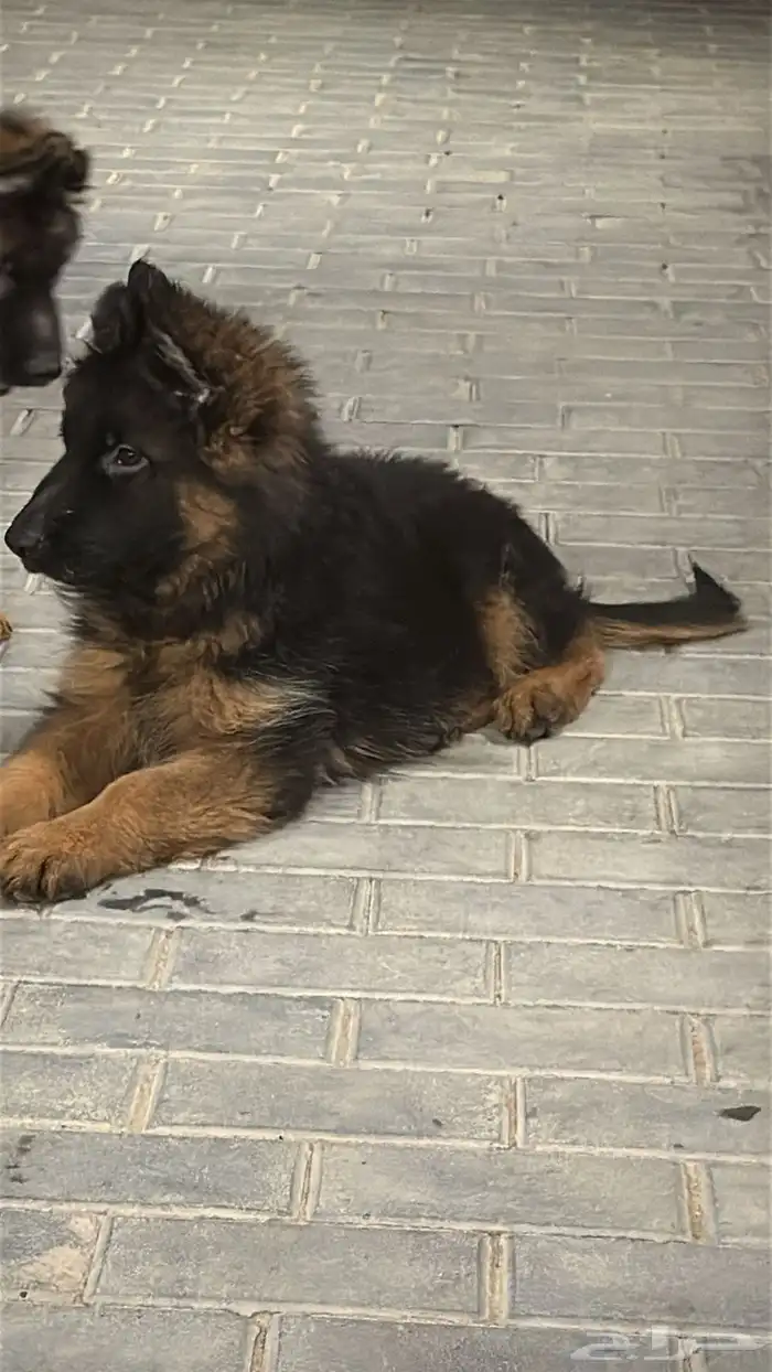 جراوة جيرمن شيبرد شو لاين 0