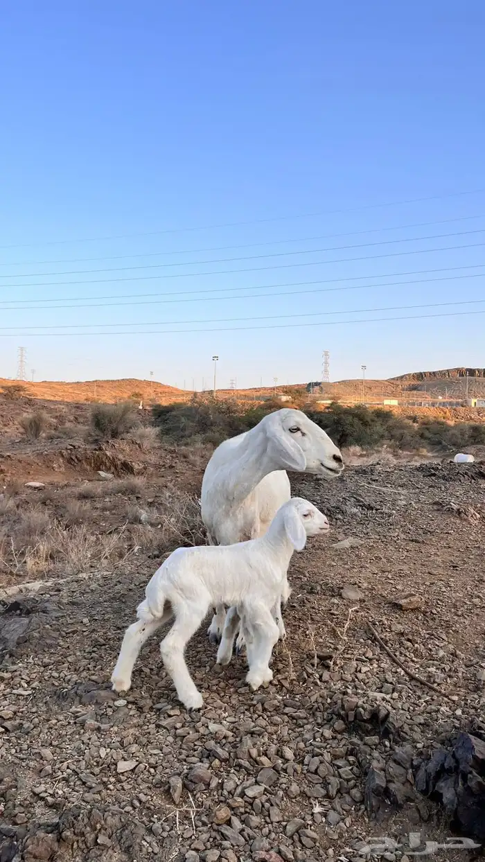 شاه متاومه 1