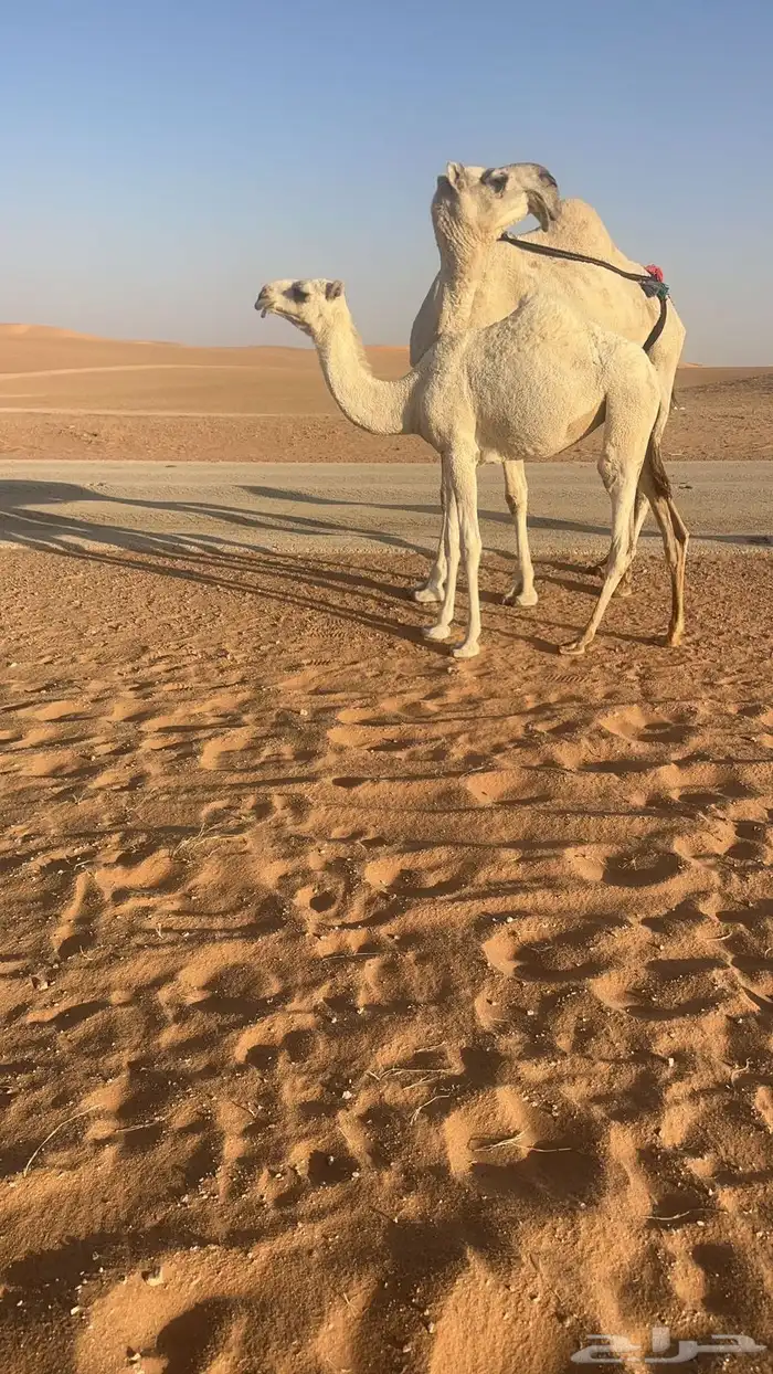 للبيع اعشراء وضحاء كفو ام ثالث تحتها بكره مزيونه 1