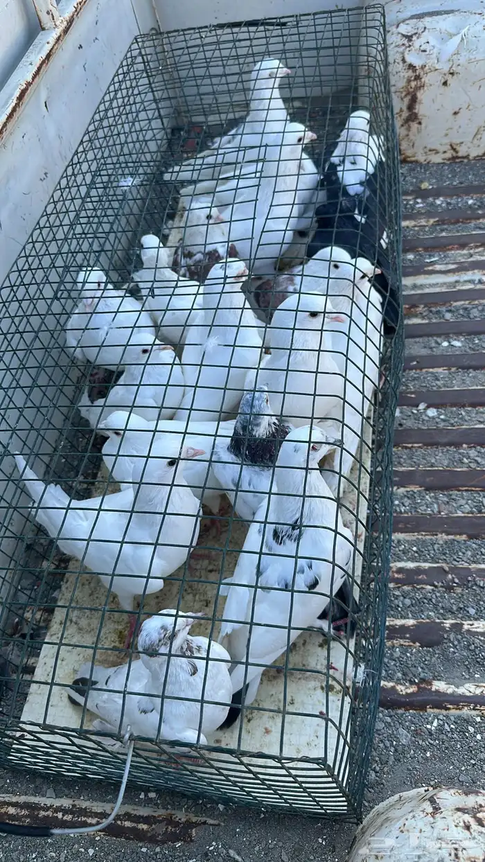 حمام للبيع 0