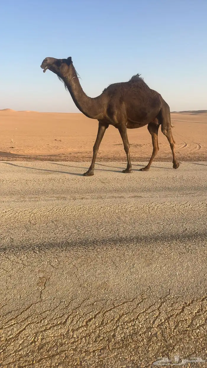 للبيع لقحه مجهم ملاقي ام ثالث 0