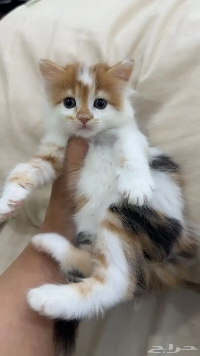 قطط للبيع بسعر مغري 4