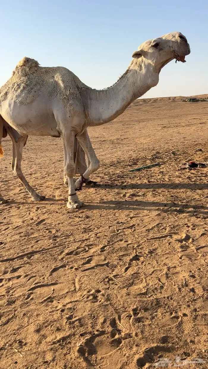 فحل باتلي للبيع 0