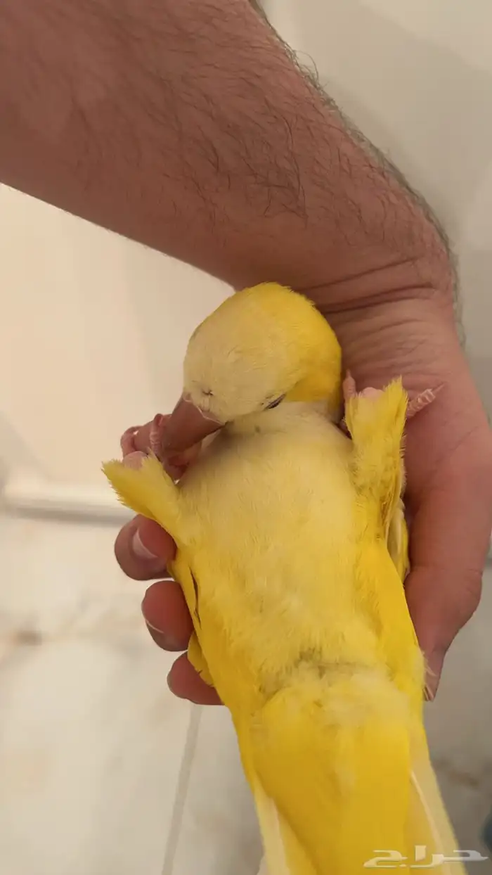 كويكر اصفر لاتينو عيون حمر 6