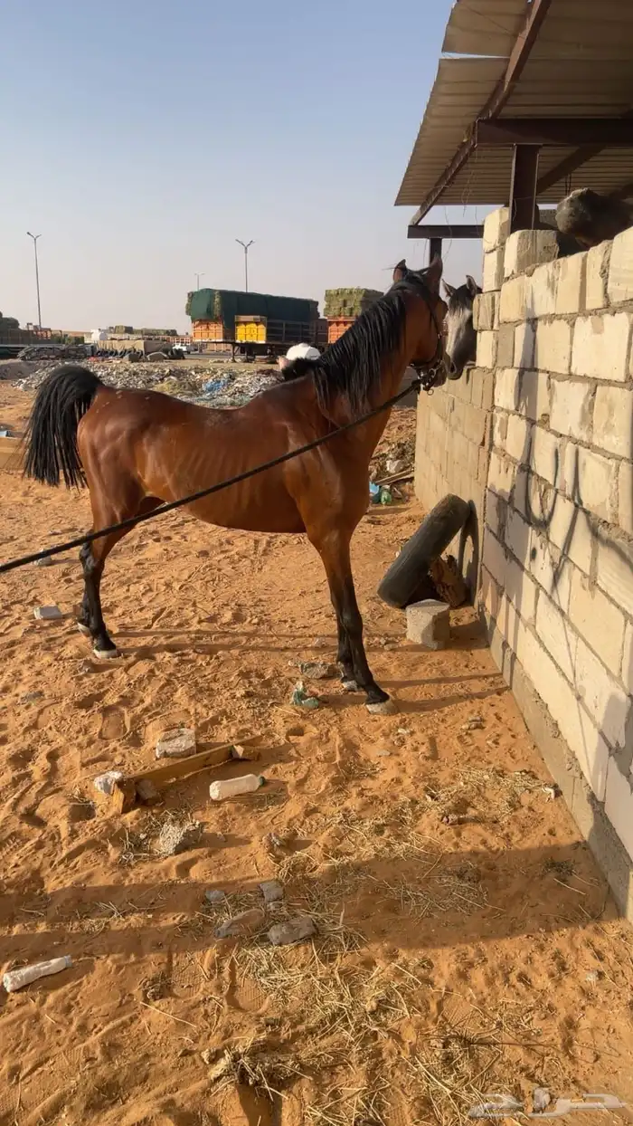 حصان 3