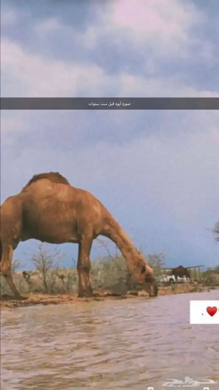 فحل إبل أحمر كفو 8