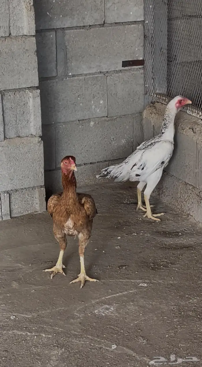 للبيع دجاج شامو دم صافي 1