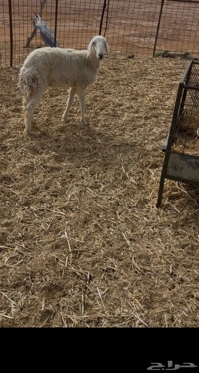شاه حريه رباع 0