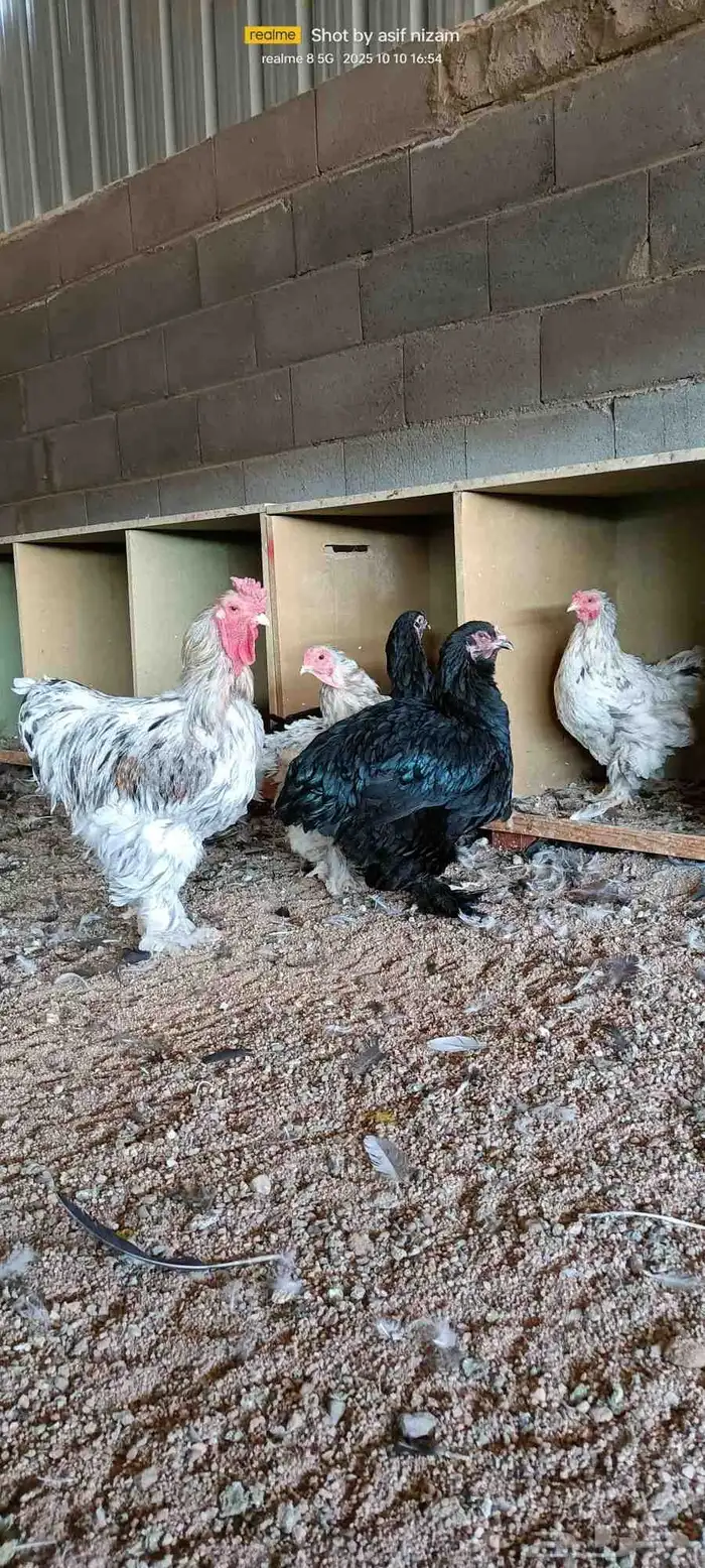 طقمين براهما أبيض وأسود 3