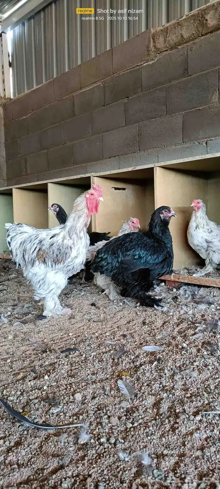 طقمين براهما أبيض وأسود 1