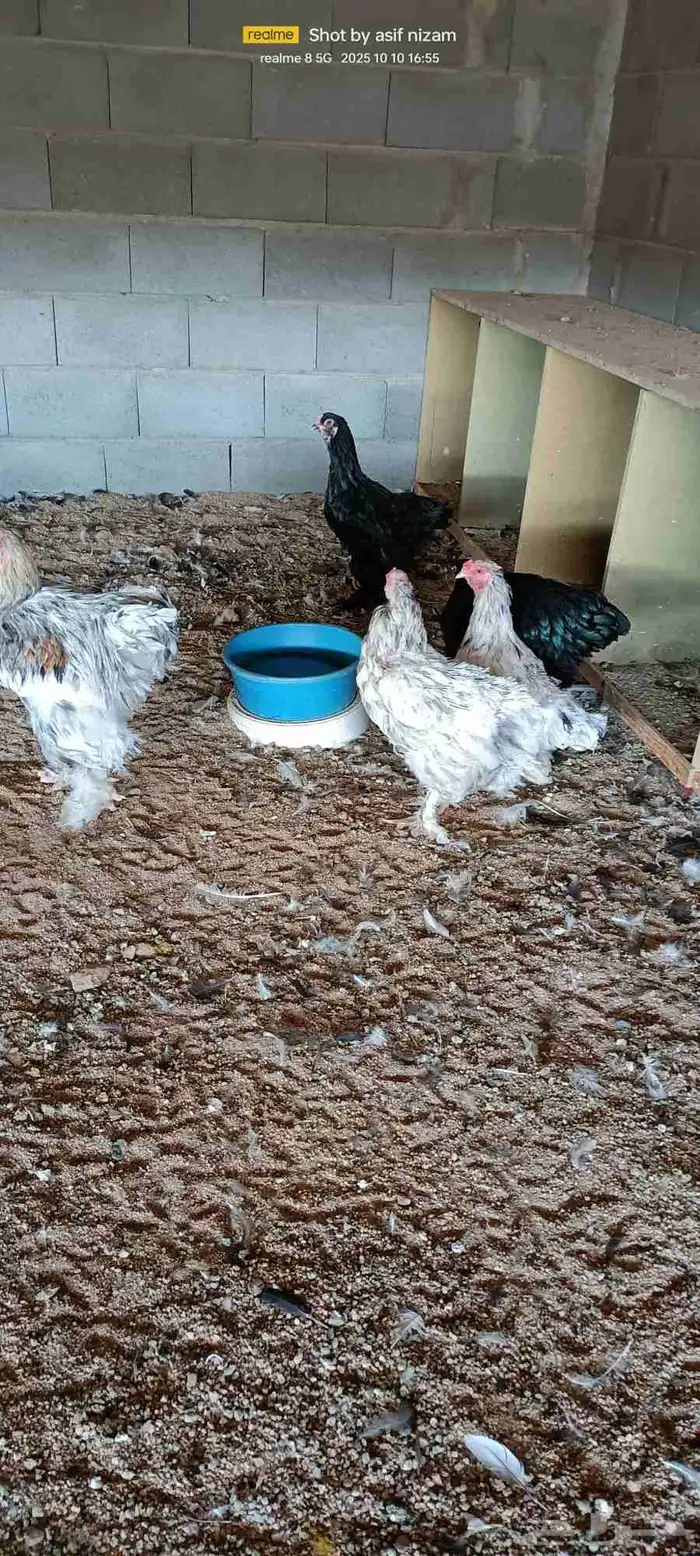 طقمين براهما أبيض وأسود 0