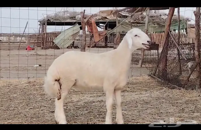 مشروع فحل فاخر 2