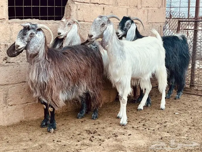 خمس معزا دفيع 6