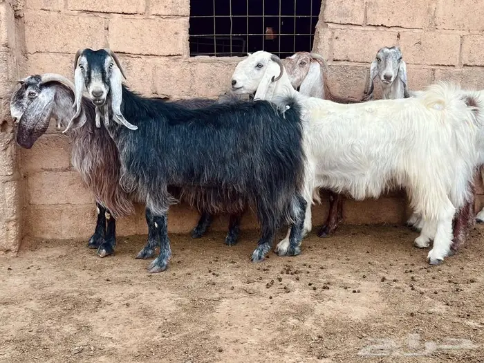 خمس معزا دفيع 5