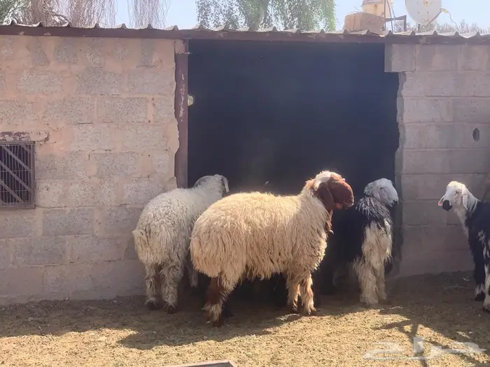 ذبايح نجدي ونعيم جذعان شقراء 5
