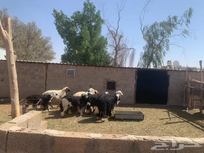 ذبايح نجدي ونعيم جذعان شقراء 6
