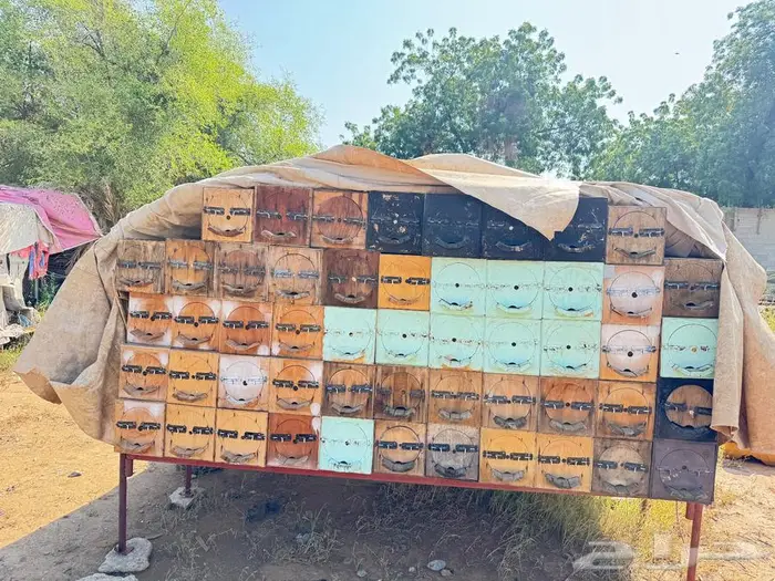 نحل للبيع 1