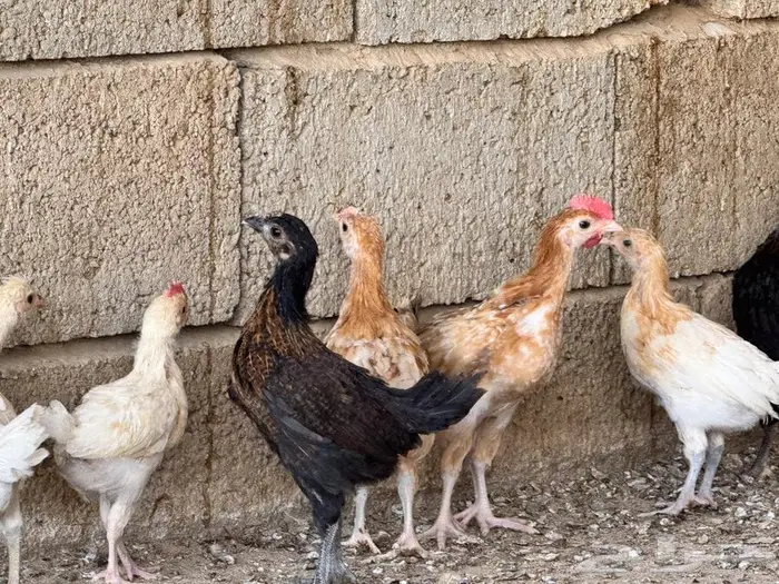 صوص بلدي 2