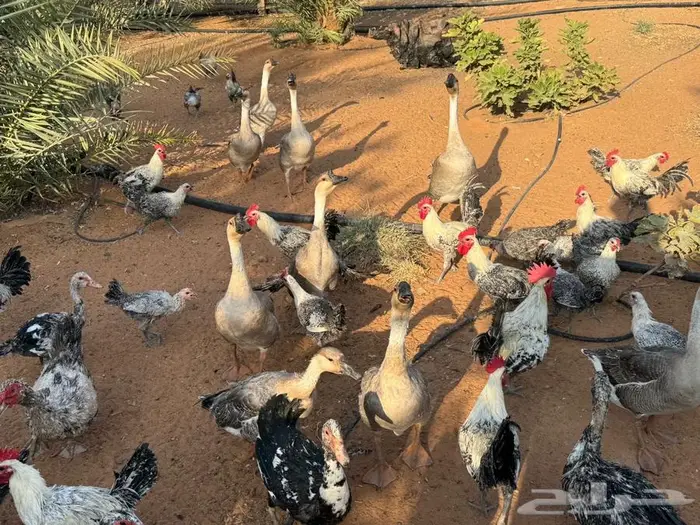 للبيع ديوك ديك فيومي انتاج 0