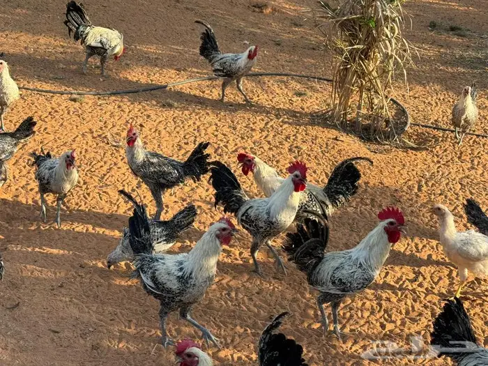 للبيع ديوك ديك فيومي انتاج 1