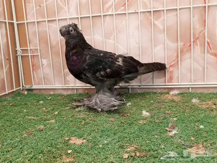 جوز ازوبك حامل رديوس بإنتاجه 5