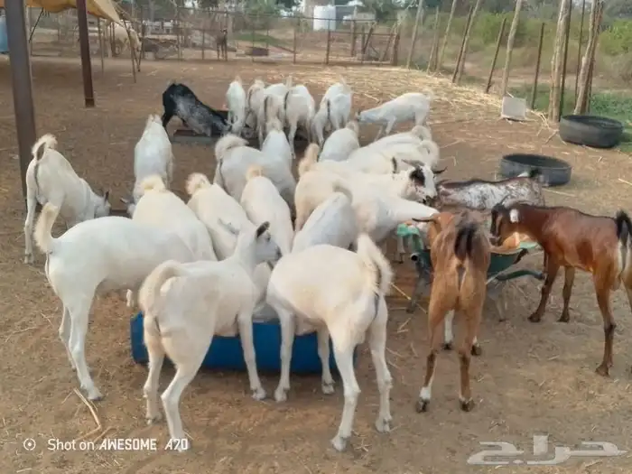 تيوس مناسبات 1