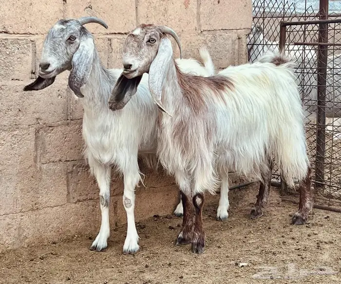 خمس معزا دفيع 3