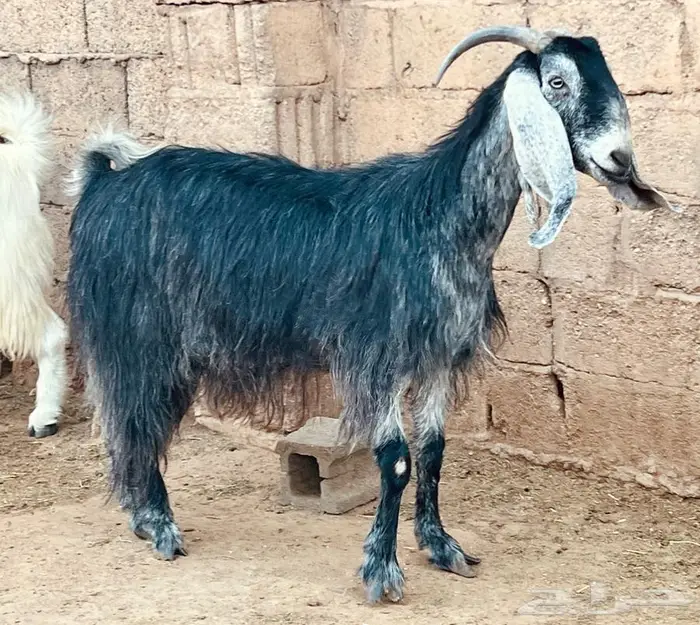 خمس معزا دفيع 1