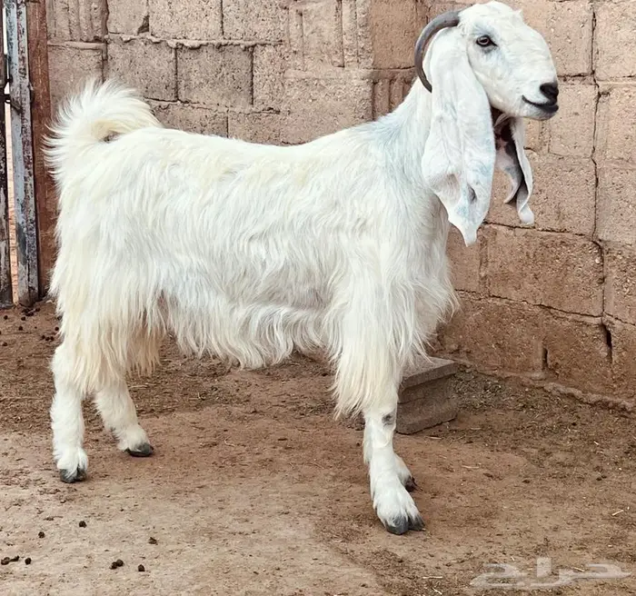 خمس معزا دفيع 0