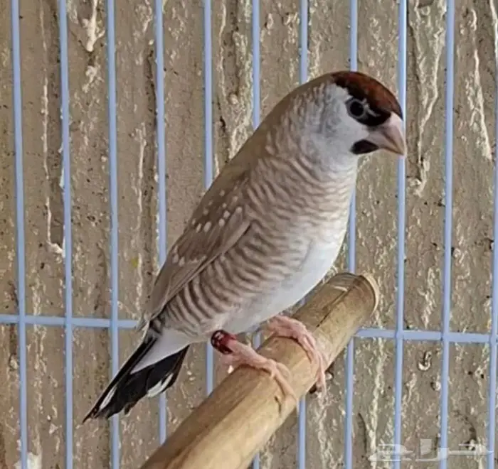 شيري فينش 0