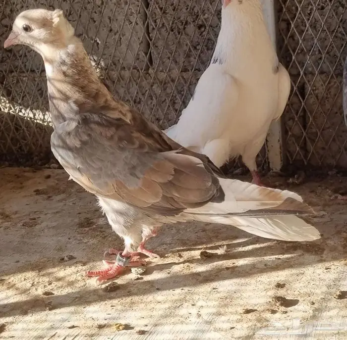 حمام قطيفي قلاب فوق السحاب 11