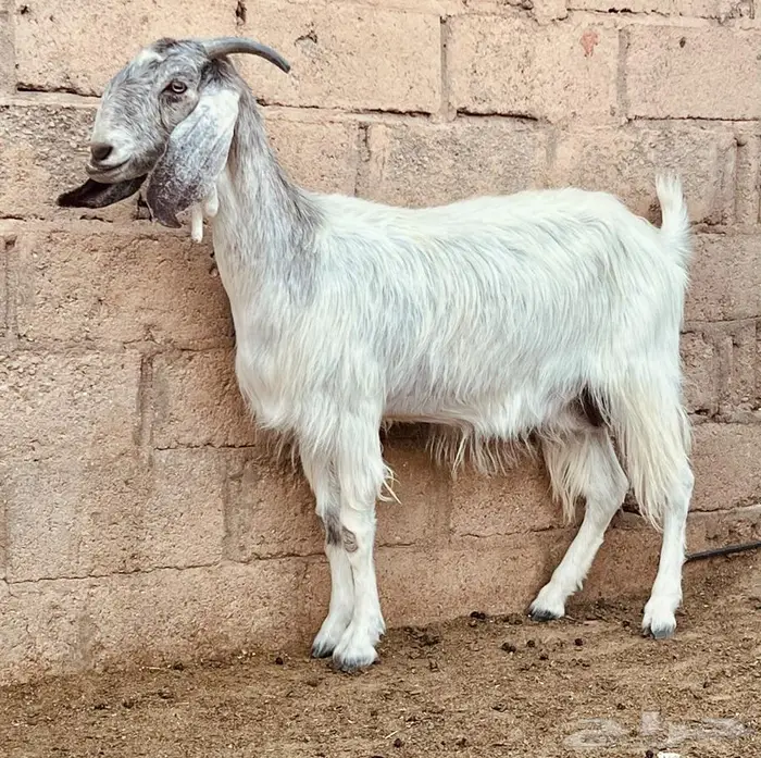 خمس معزا دفيع 2