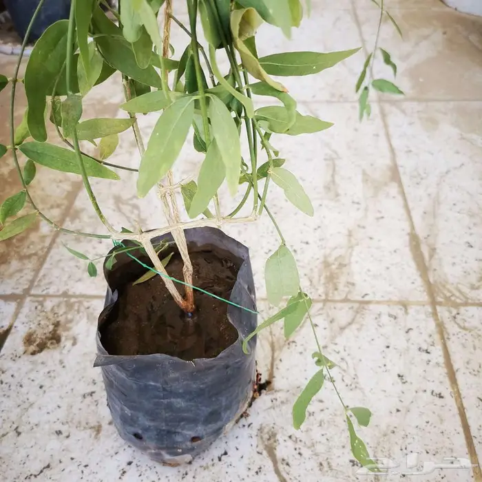 شتله اراك مجانا 1