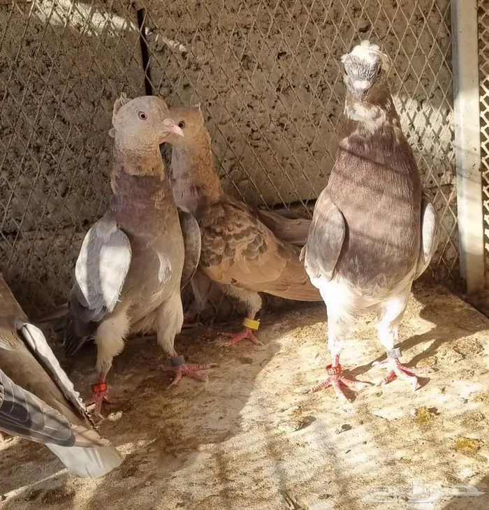 حمام قطيفي قلاب فوق السحاب 3