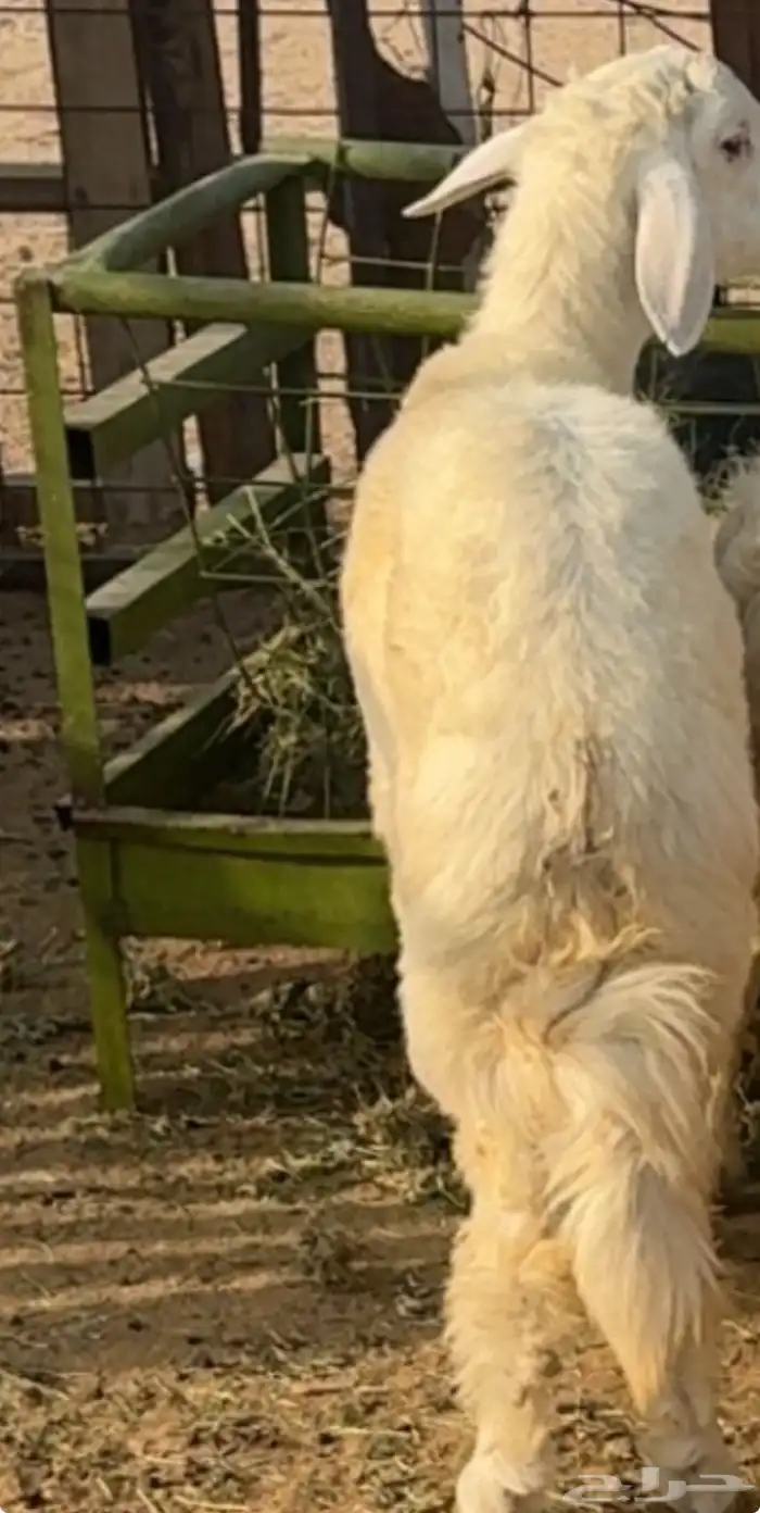 سبعه طليان العمر سبعه اشهر 1