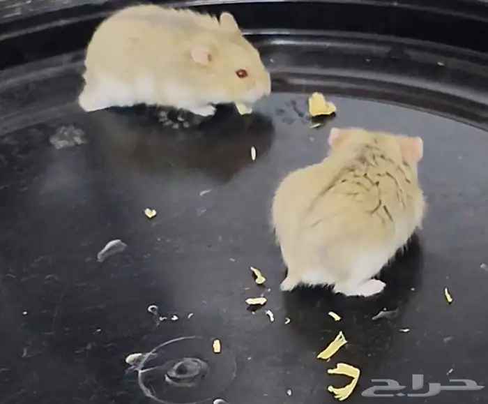 هامستر روسي بني Russian Hamster 4
