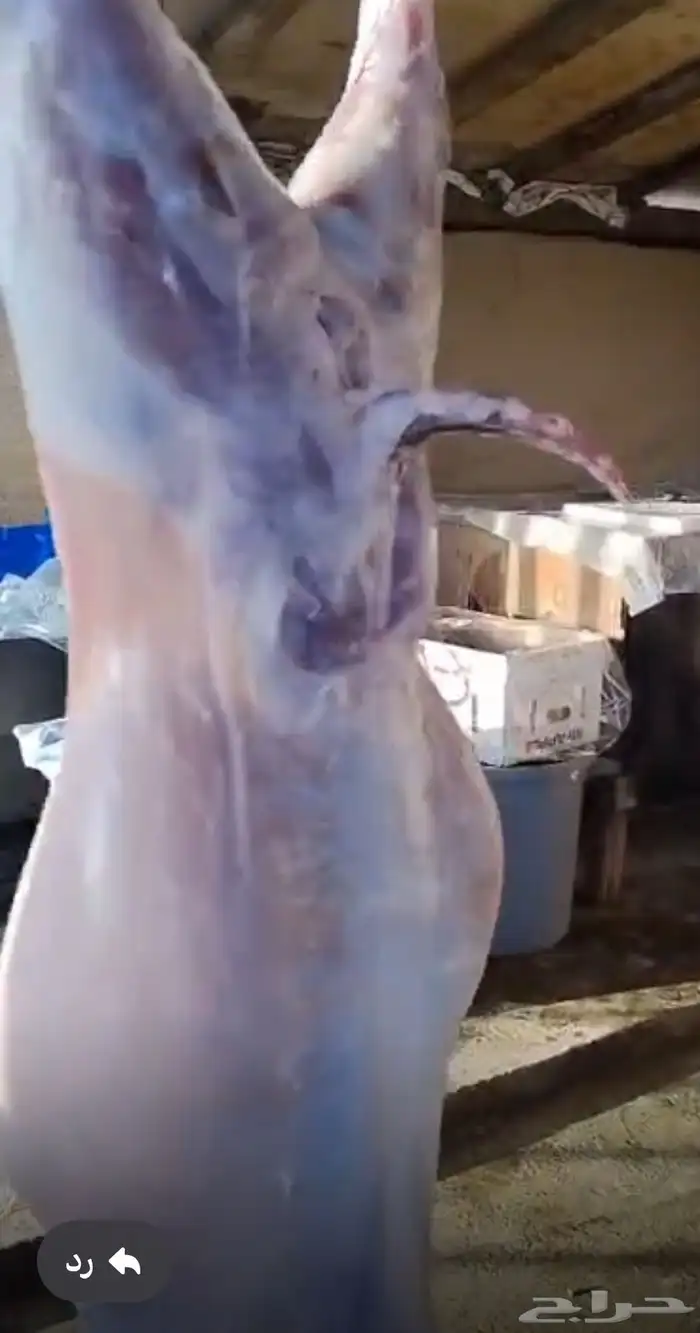 ذبايح 1
