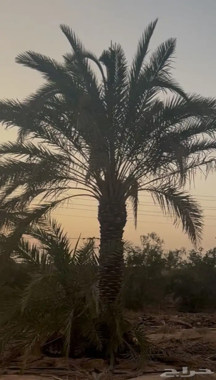 يوجد لدينا جميع انواع انخيل العربي وزينه الوشنطني 4