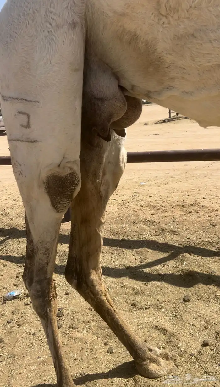 للبيع العشراء معزول ولده 1