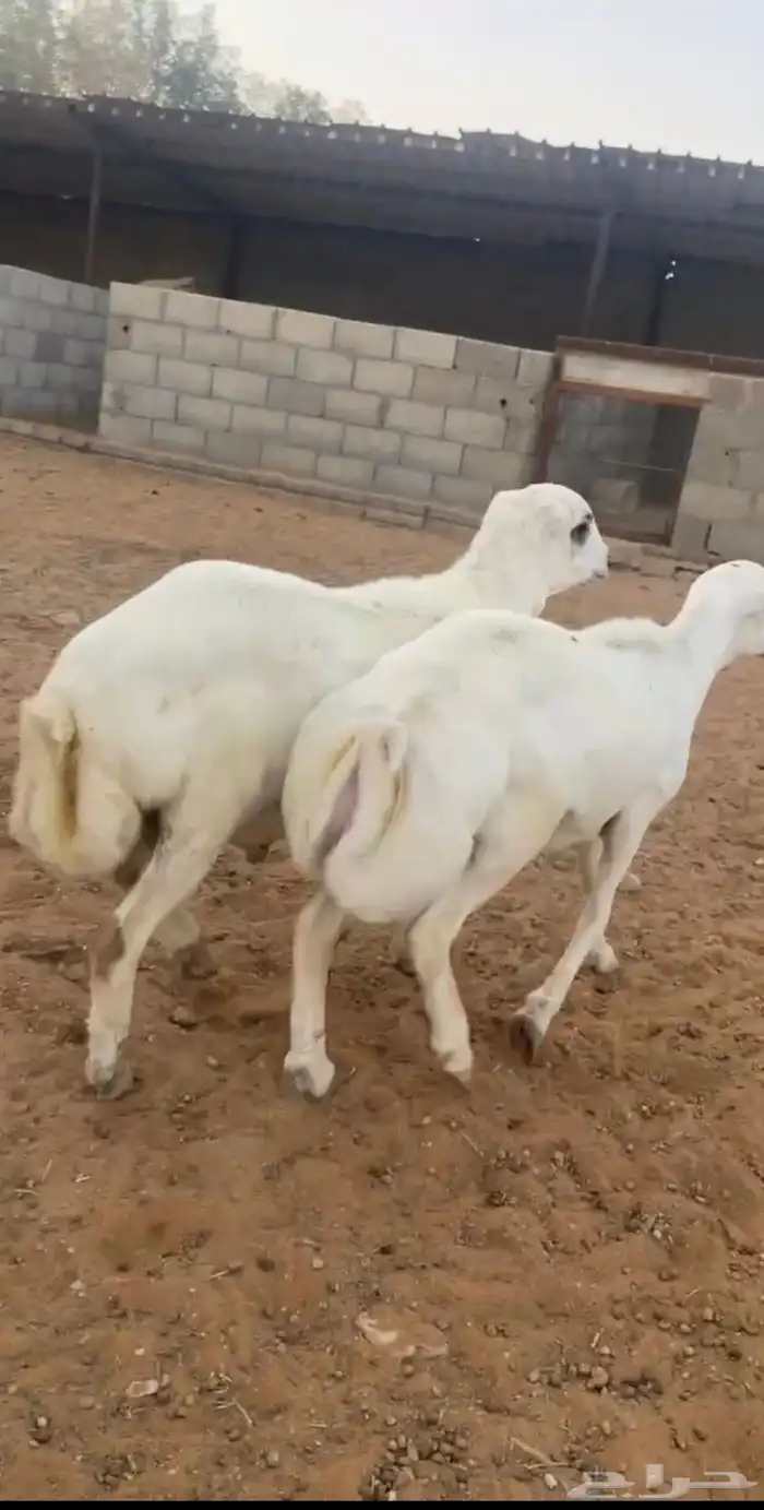 ارفيديات مهجنه ب حرييه مرباه فل شحم 1