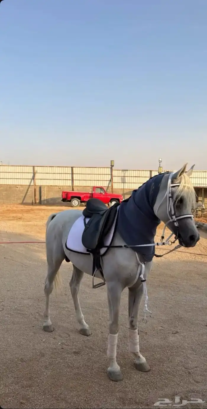 خيل بيور مصري (أوراق) 3