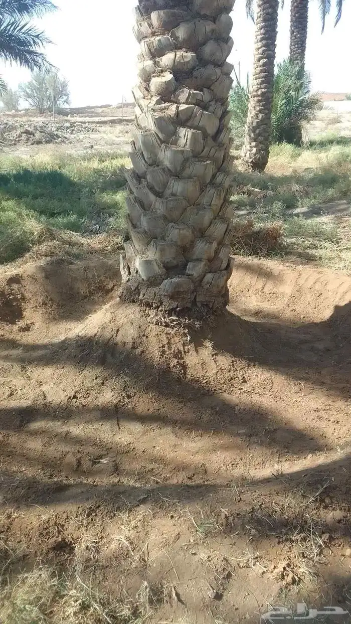 نعمل في مجال تكريب وتحويض النخيل وبيع وشرا النخيل 10