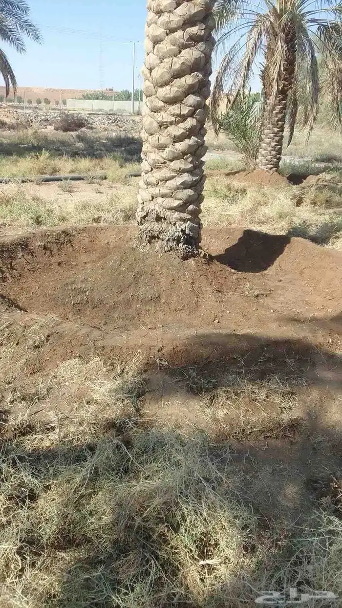 نعمل في مجال تكريب وتحويض النخيل وبيع وشرا النخيل 12