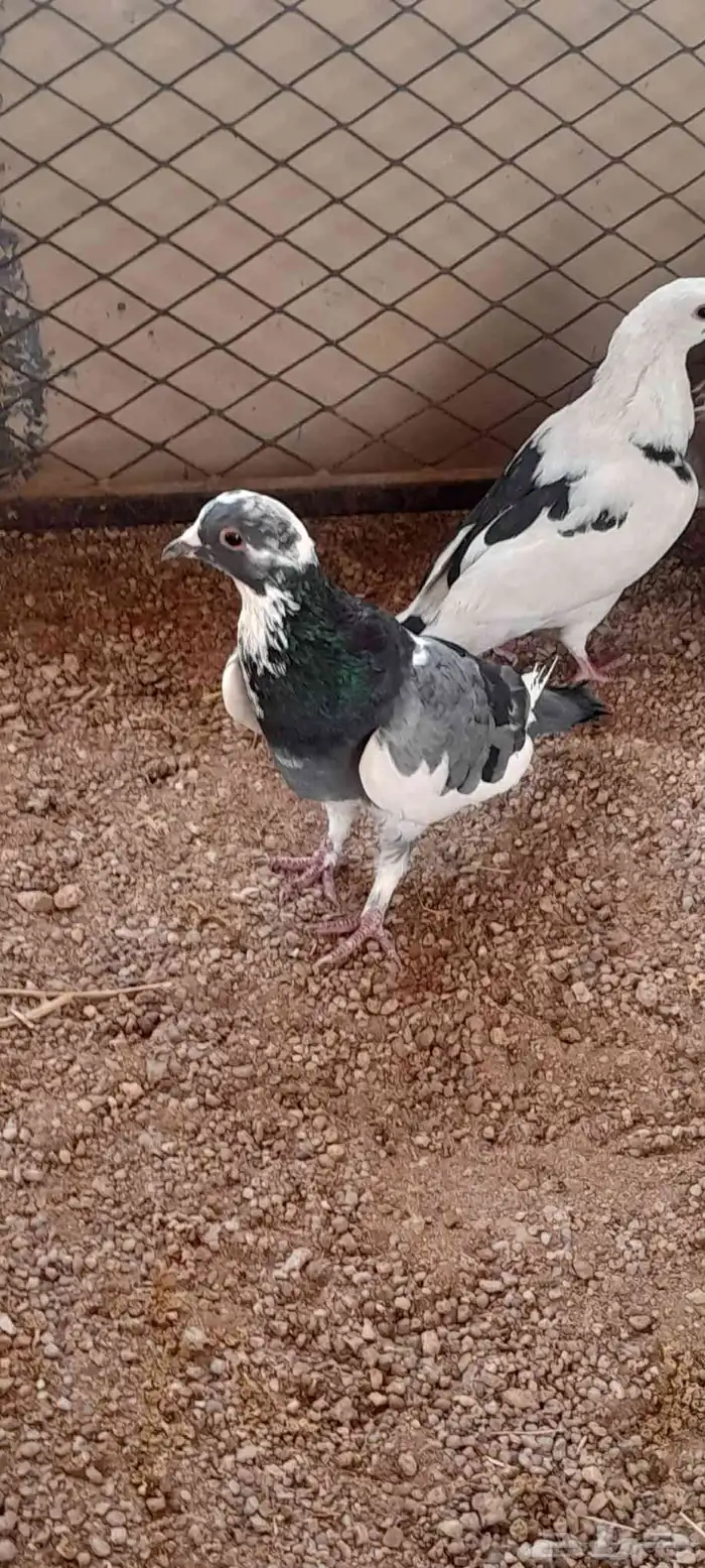 اللبيع حمام 3