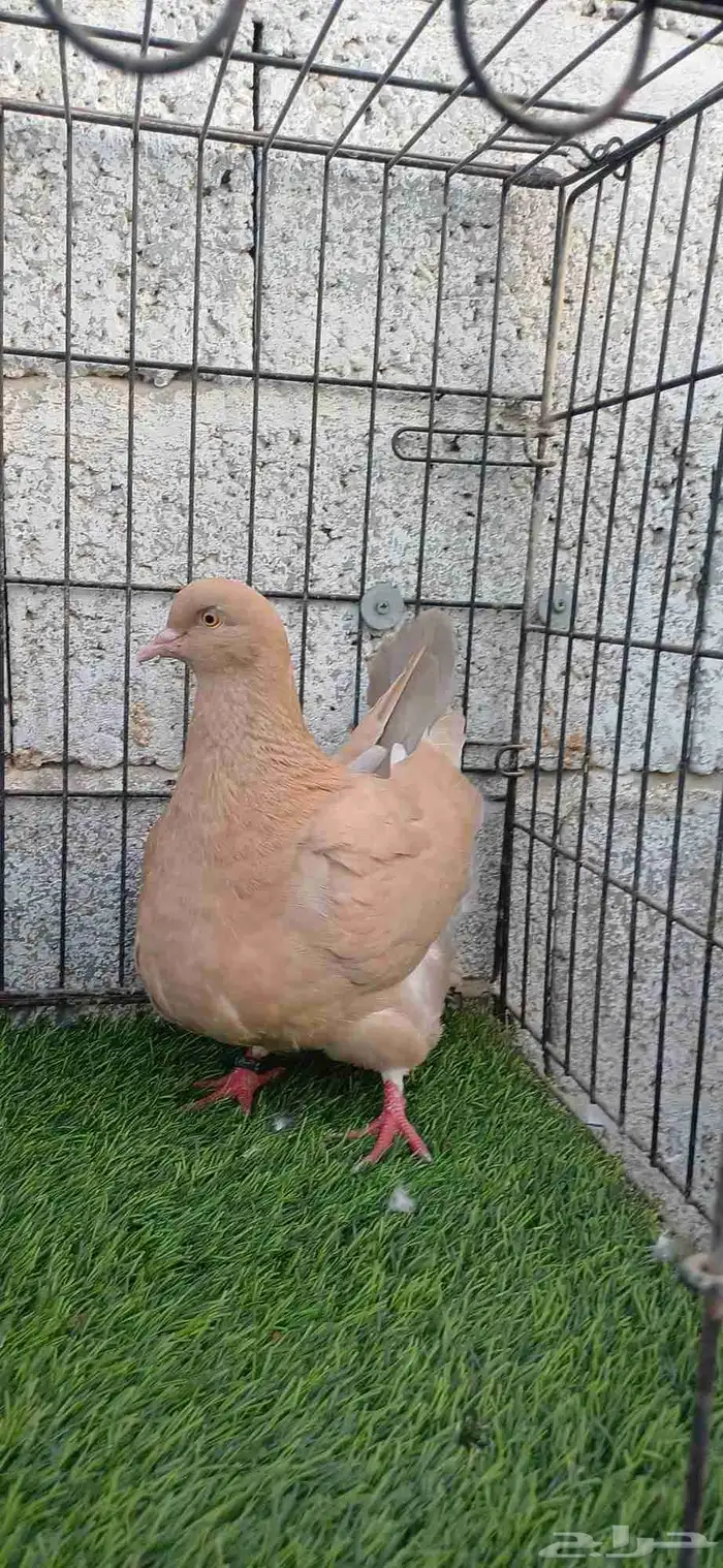 فرش هومر حمام زينه 2