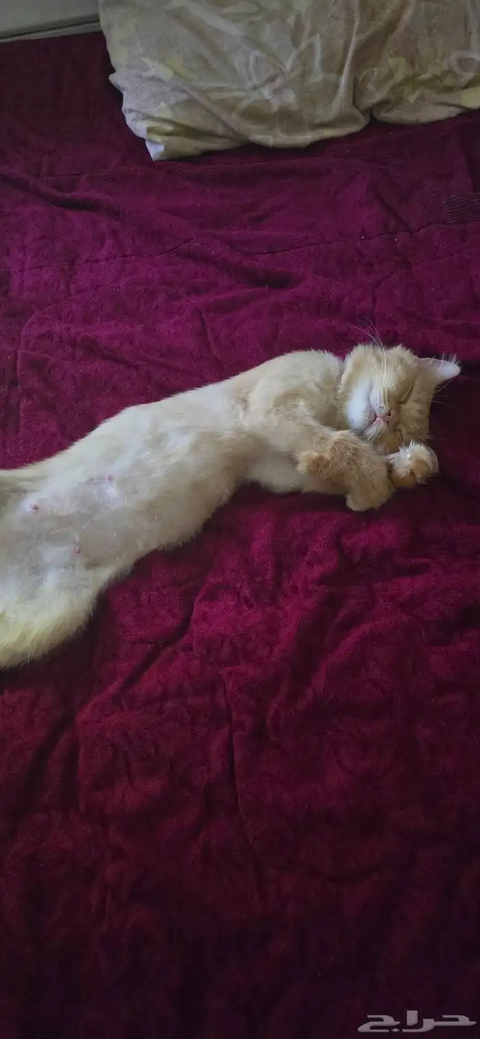 قطه للتبني 5