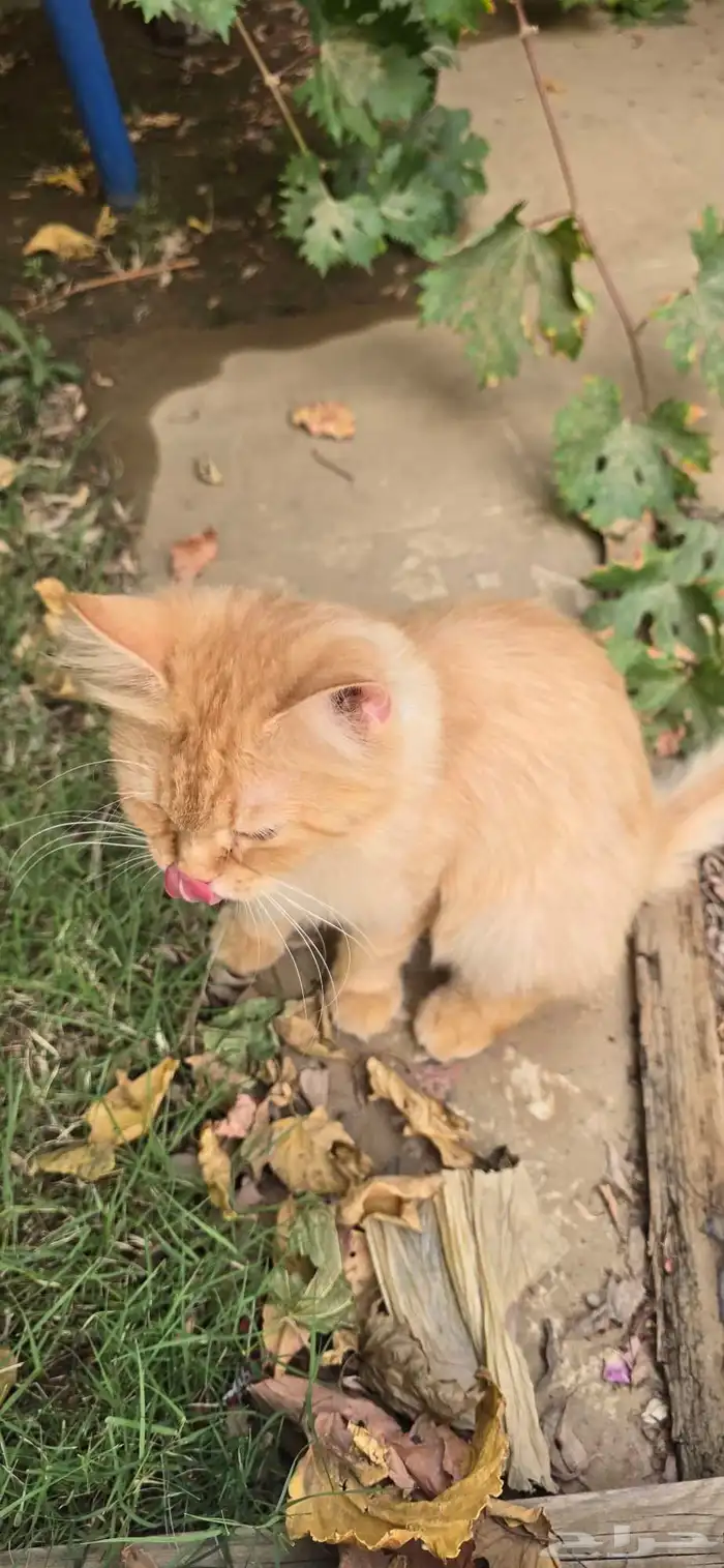 قطه للتبني 2